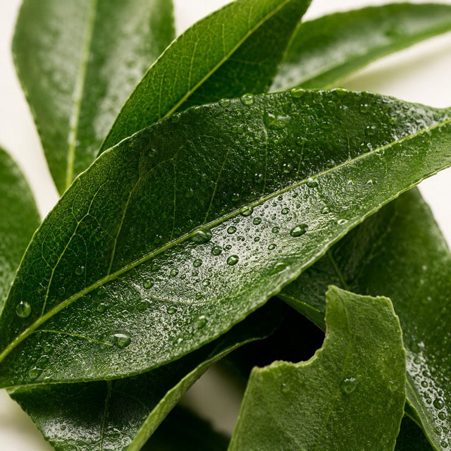 Curry Leaf