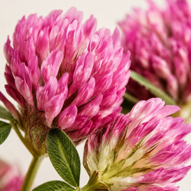 Red Clover