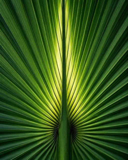 Saw Palmetto